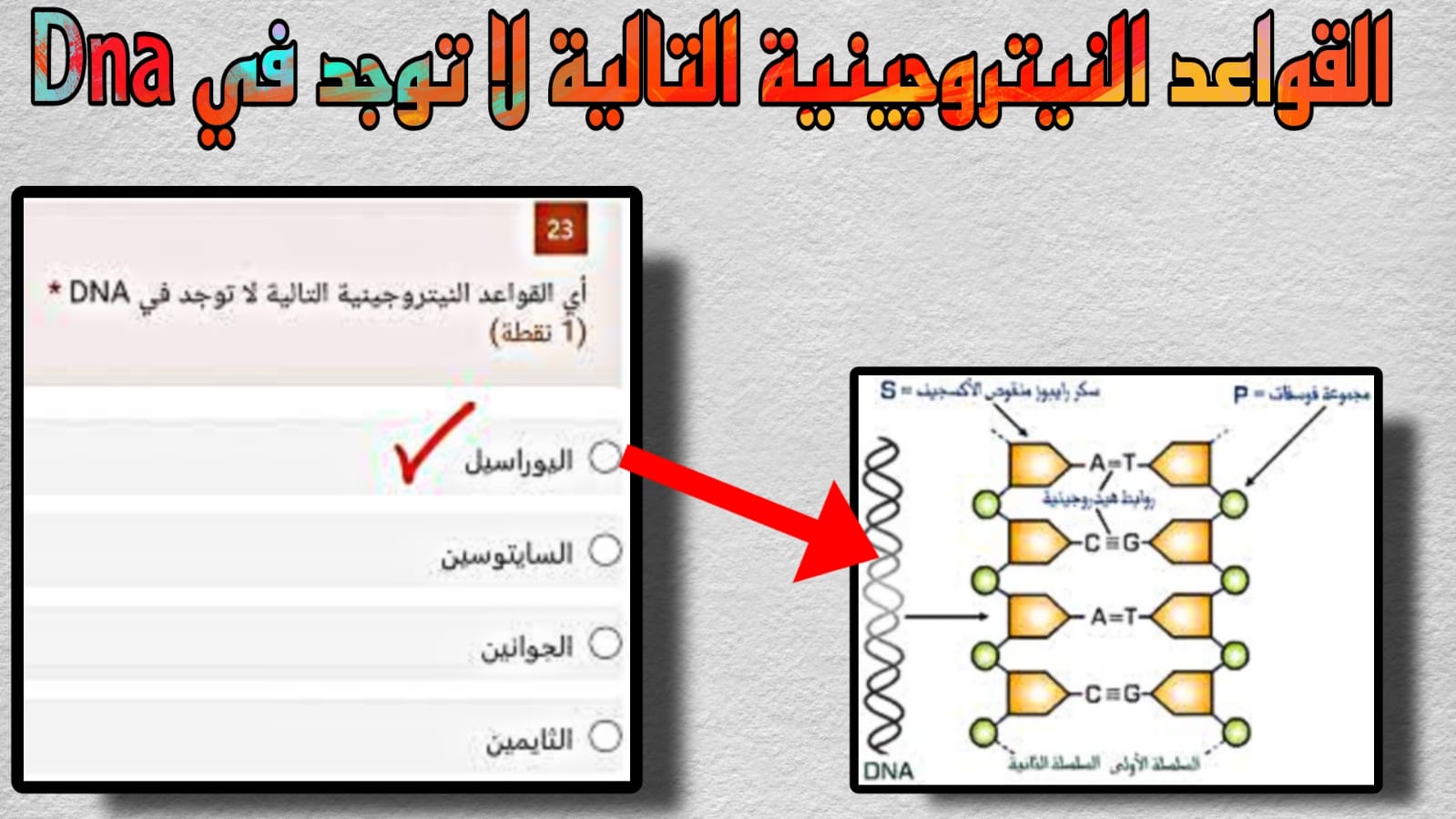 اي القواعد النيتروجينية التالية لا توجد في dna وحدة بناء الحمض النووي